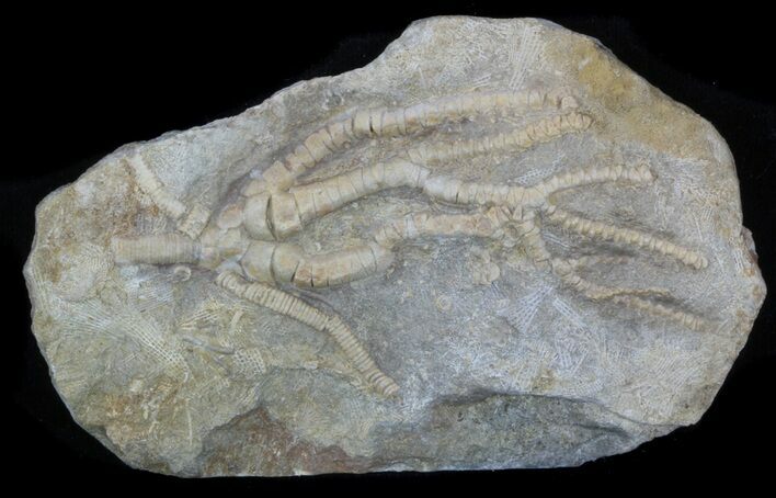 Detailed Fossil Crinoid (Culmicrinus) - Alabama #58269